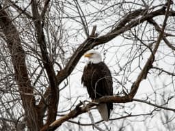 Bald Eagle