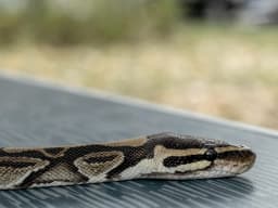 Ball Python