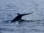 Blue Whale