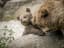 Brown Bear