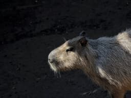 Capybara