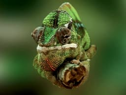 Chameleon