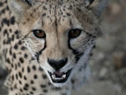 Cheetah