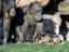 Chimpanzee