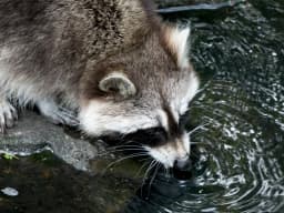 Common Raccoon