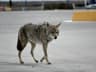 Coyote