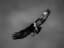 Crow