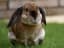 Domestic Rabbit