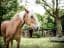 Draft Horse