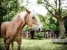 Draft Horse