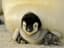 Emperor Penguin