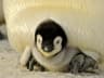 Emperor Penguin