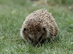 European Hedgehog