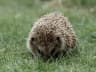 European Hedgehog