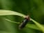 Firefly (animals)