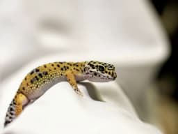 Gecko