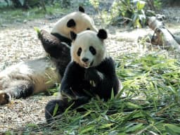 Giant Panda