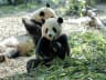 Giant Panda