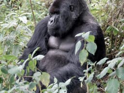 Gorilla