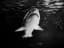 Great White Shark