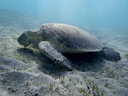 Green Sea Turtle