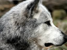 Grey Wolf