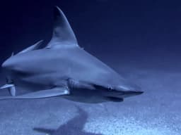 Hammerhead Shark