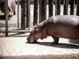 Hippo