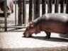 Hippo