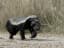 Honey Badger