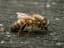 Honeybee
