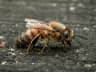 Honeybee