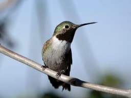 Hummingbird