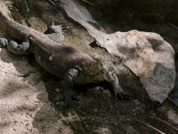 Komodo Dragon