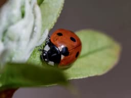 Ladybug