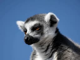 Lemur