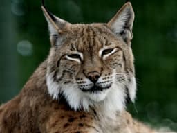 Lynx