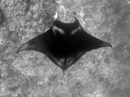 Manta Ray