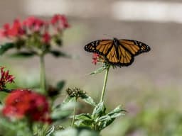 Monarch Butterfly