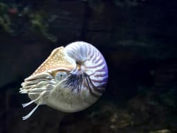 Nautilus