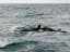Orca