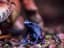 Poison Dart Frog