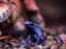 Poison Dart Frog
