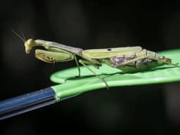 Praying Mantis
