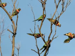 Rainbow Lorikeet