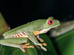 Red-Eyed Tree Frog