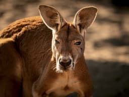 Red Kangaroo