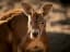 Red Kangaroo