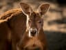Red Kangaroo