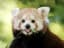 Red Panda